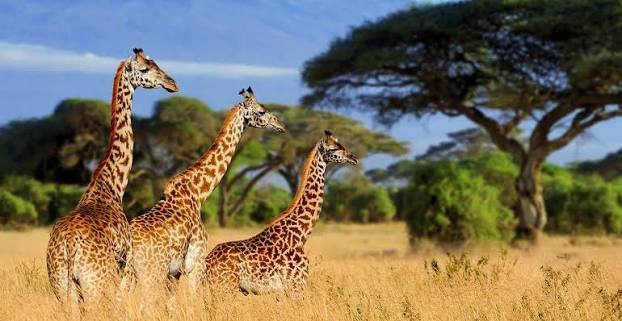 Tarangire National Park – Elephant Haven